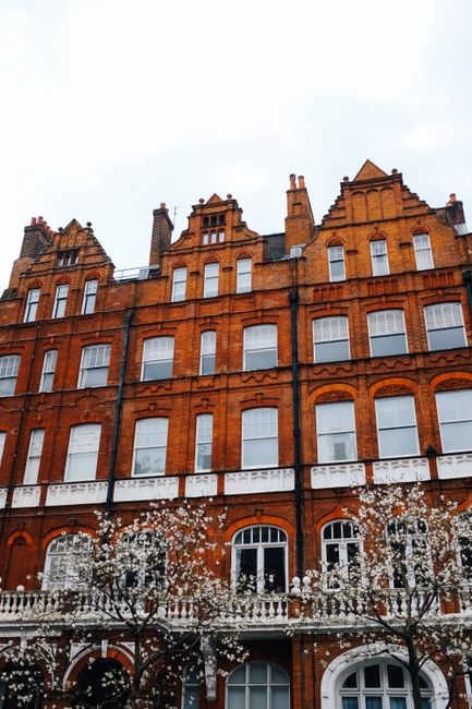 The image features a row of historic red-brick buildings with multiple stories, characteristic of Belgravia architecture, set against an overcast sky. In the foreground, blossoming white-flowered tree