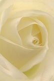 Drawn into the heart of this creamy-white rose, the eye finds layers upon layers of refined beauty, brought to life by skilled florists in Belgravia. Each delicate petal, seemingly kissed by morning dew, unfurls as if ushering in the dawn along the elegant avenues of Lowndes Square. Light and soft shadow play across the folds, lending an ethereal depth and serenity reminiscent of Belgravia's hidden courtyards. There's peace here-palpable and gentle, like the atmosphere ringing through a thoughtful gesture sent to a loved one nearby. The flower's subtle aroma lives in the imagination, as does the sense of a cool breeze brushing past the stately terraces. Choosing such a rose is an act of reverence and hope, ideally suited to conveying sympathy, admiration, or promising new beginnings in this historic quarter. Crafted with artistry and intention, this bloom becomes not just a floral masterpiece but a messenger of care and emotion, thoughtfully delivered throughout Belgravia and its quiet, leafy streets.